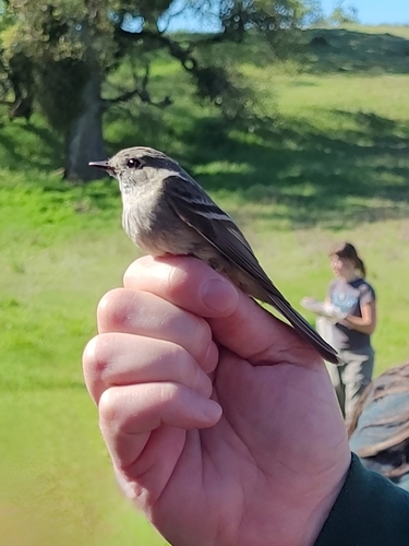 iNaturalist observation photo of Hutton's Vireo