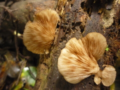 Crepidotus fuscovelutinus