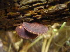 Crepidotus fuscovelutinus