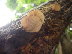 Crepidotus fuscovelutinus