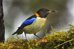 Iridophanes pulcherrimus