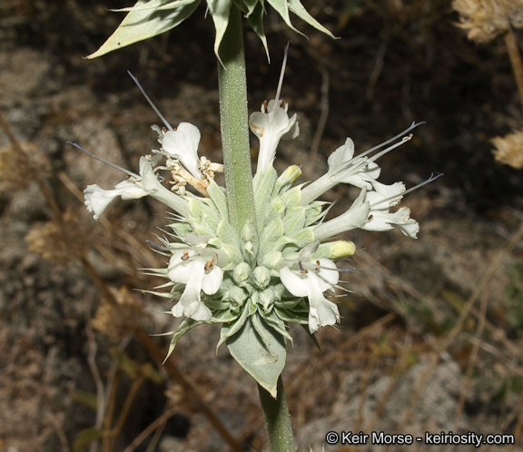 Salvia vaseyi