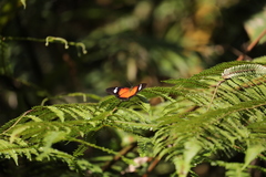 Cethosia penthesilea