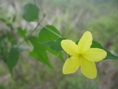 Haplophyton cimicidum