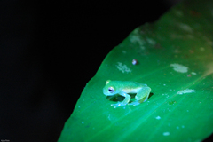 Teratohyla pulverata