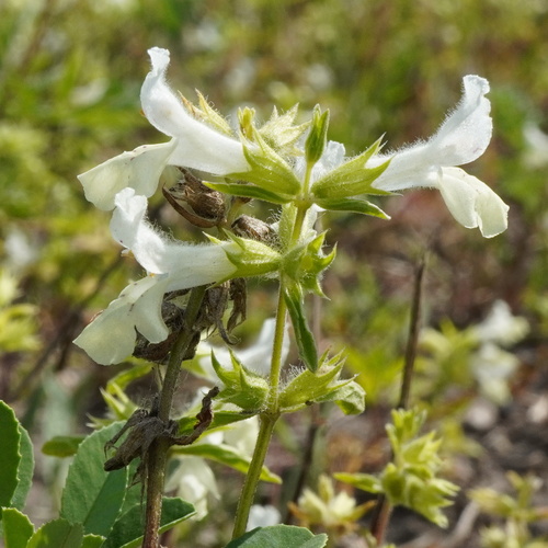 Annual Betony (Stachys annua)