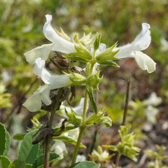 Annual Betony (Stachys annua)