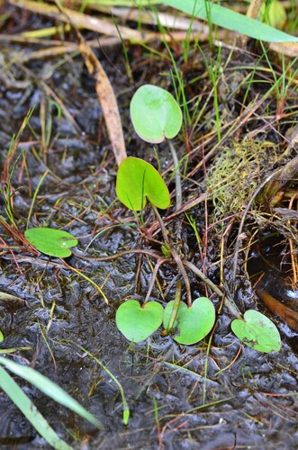 Caldesia parnassifolia (Caldesia parnassifolia)
