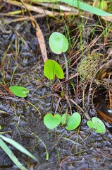 Caldesia parnassifolia, photograph (c) Flavien Saboureau, some rights reserved (CC BY)