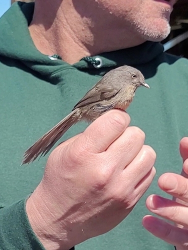 iNaturalist observation photo of Wrentit