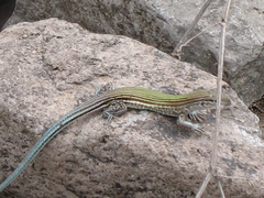 Aspidoscelis deppii