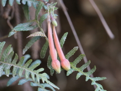 Angiospermae