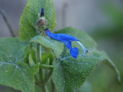 Salvia sagittata