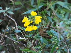 Calceolaria