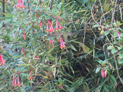 Fuchsia denticulata