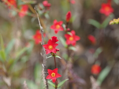 Angiospermae