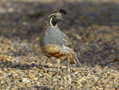 California Quail photo 4