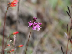 Epidendrum blepharistes