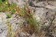 Restio quinquefarius