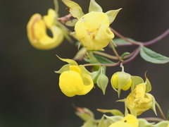 Calceolaria