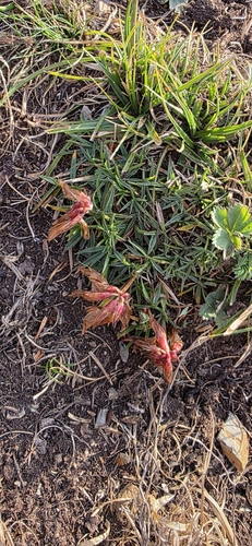 many-leaf clover (Trifolium polyphyllum)