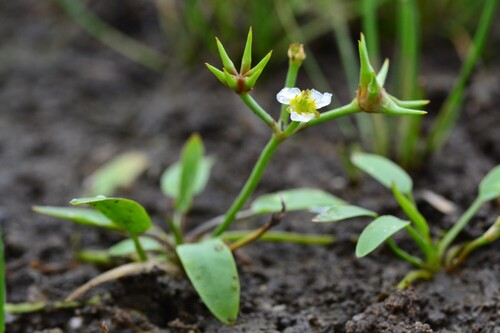 How to identify Damasonium alisma Mill.