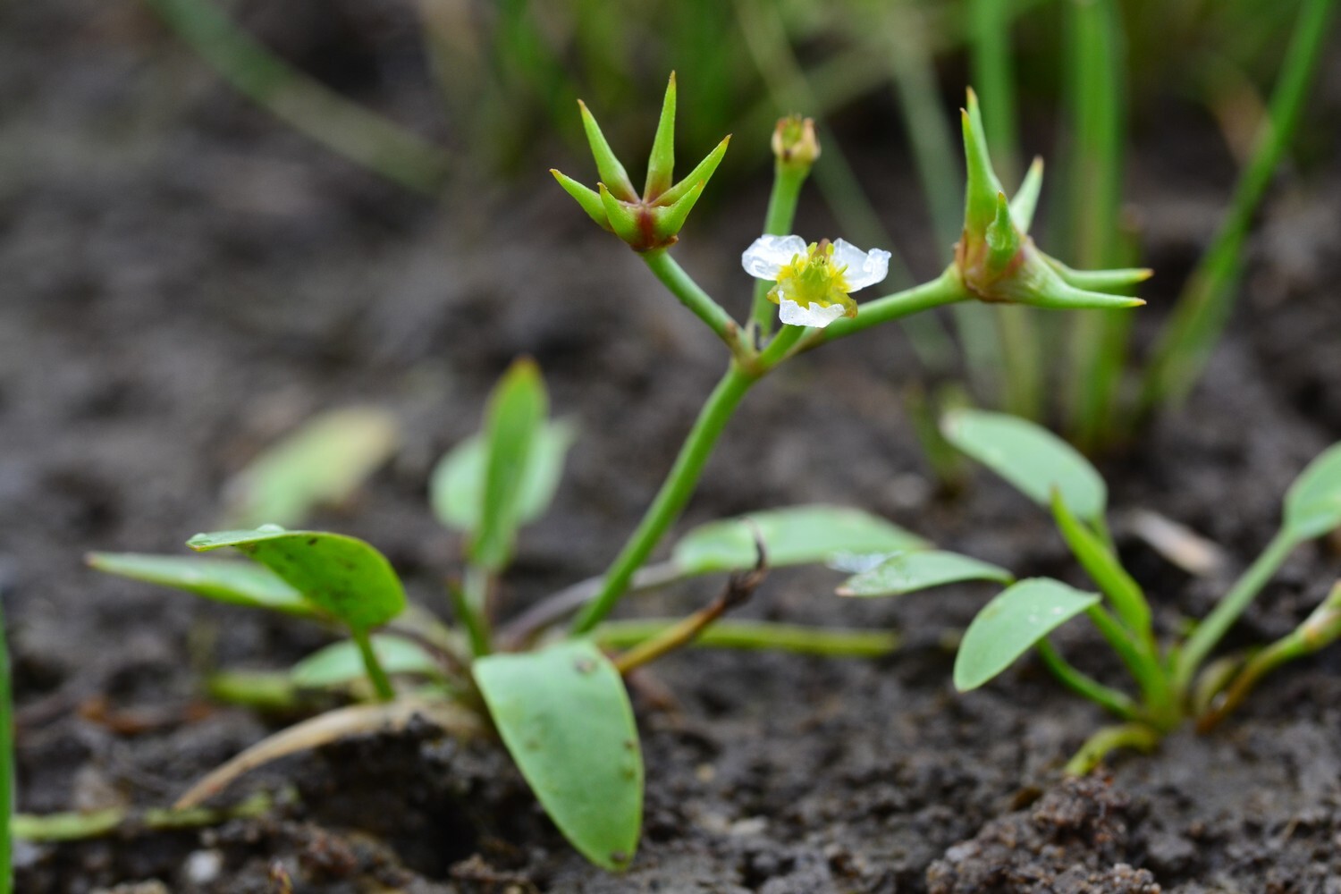 Damasonium alisma
