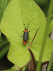 Silis ruficollis