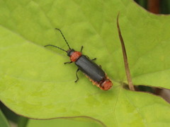 Silis ruficollis