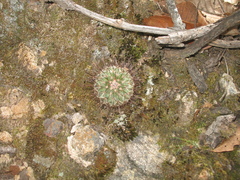 Mammillaria rekoi