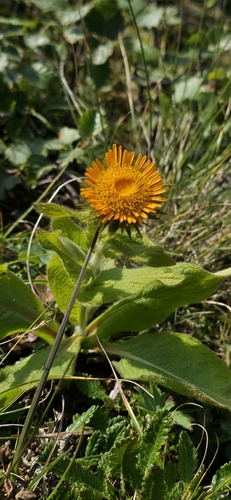 Eastern Fleabane (Pentanema orientale)