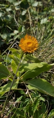 Pentanema orientale, photograph Алена Ручка, CC BY, iNaturalist via GBIF