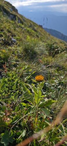 Pentanema orientale, photograph 4