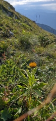 Pentanema orientale, photograph Алена Ручка, CC BY, iNaturalist via GBIF