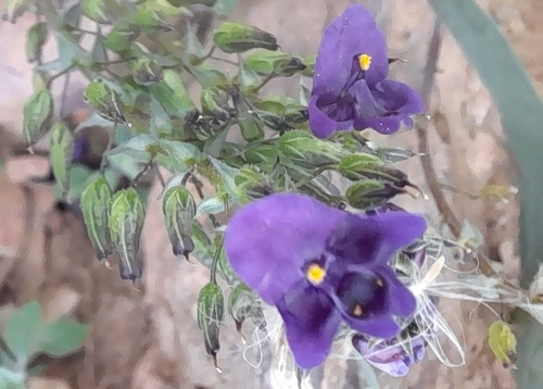 Purple Twinspur (Diascia veronicoides)