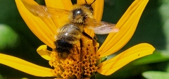 Lemon Cuckoo Bumble Bee