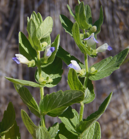 Scutellaria bolanderi
