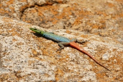 Platysaurus orientalis