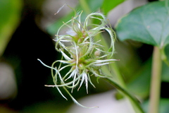 Clematis vitalba