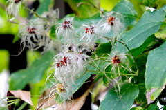 Clematis vitalba