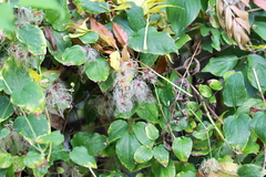 Clematis vitalba