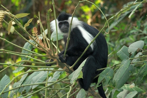 Angola Colobus