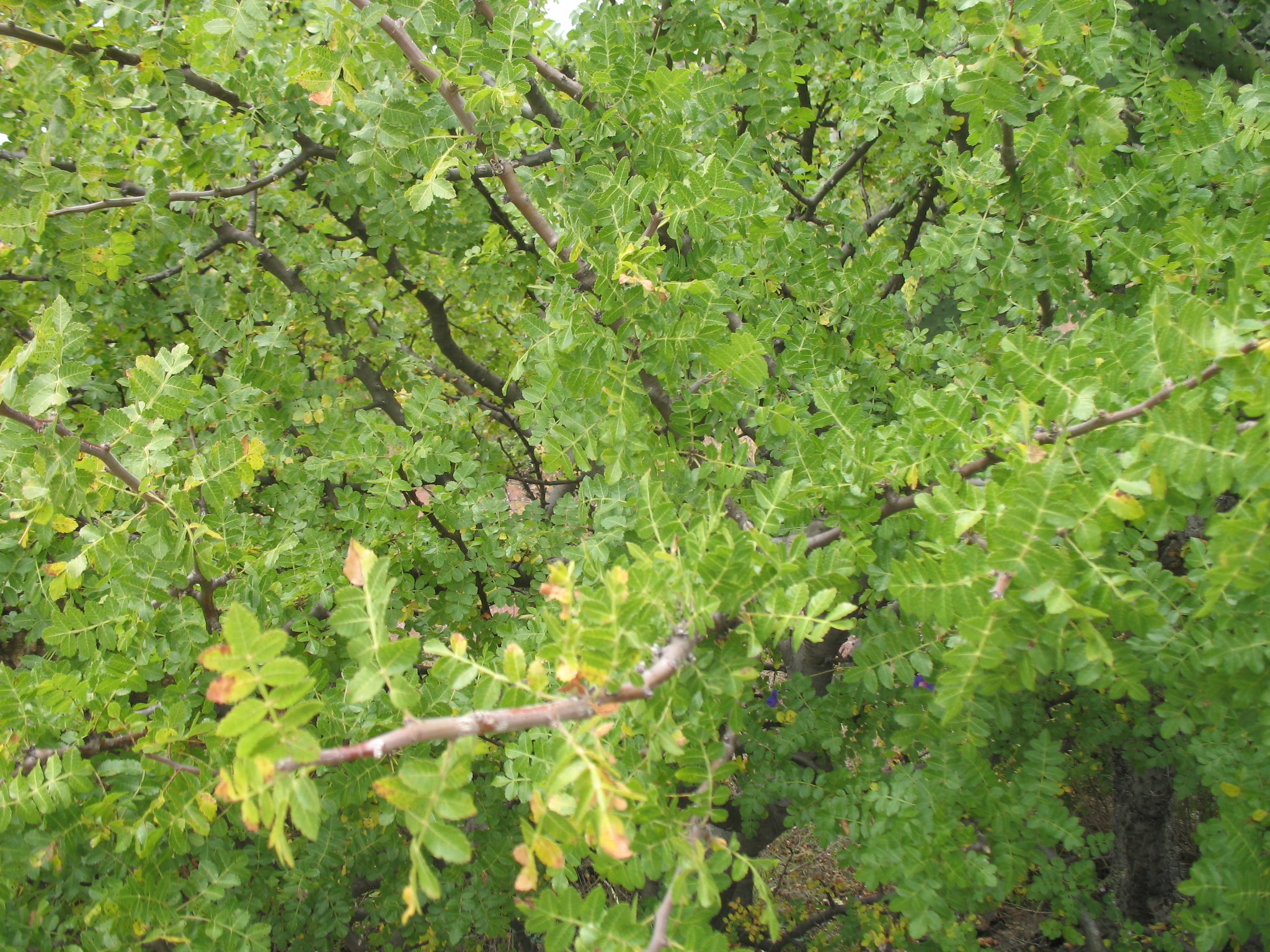 Copal blanco (Bursera glabrifolia) · iNaturalist Ecuador