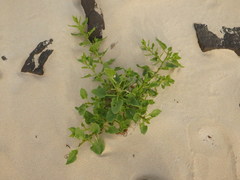 Patellifolia procumbens