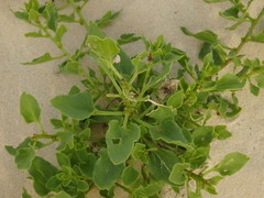 Patellifolia procumbens