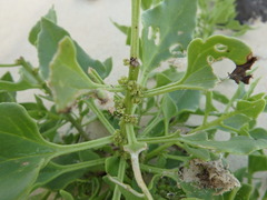 Patellifolia procumbens