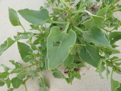 Patellifolia procumbens