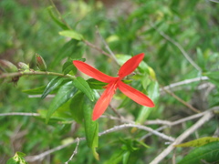 Anisacanthus