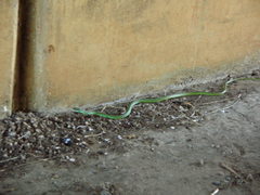 Philothamnus natalensis