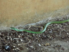 Philothamnus natalensis